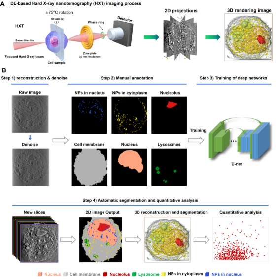 人工智能賦能納米分辨CT表征技術，驅動新型納米藥物與細胞技術研發新紀元